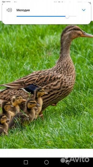 Утка кряква от диких родителей. Для охоты и души