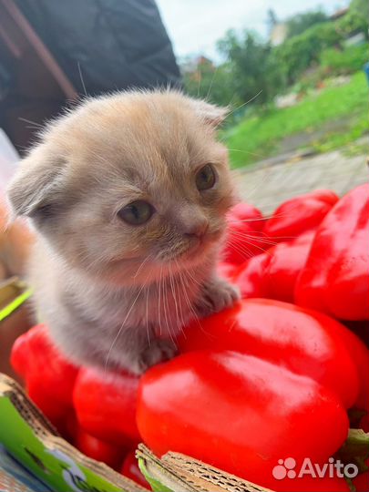 Британские котята