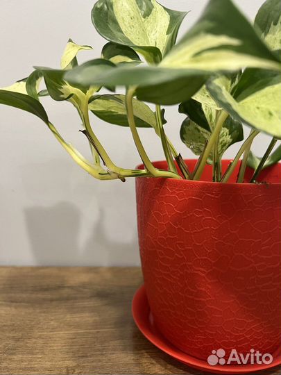 Сциндапсус хеппи лиф