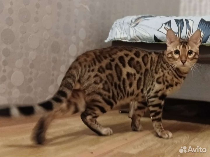 Бенгальский кот на вязку