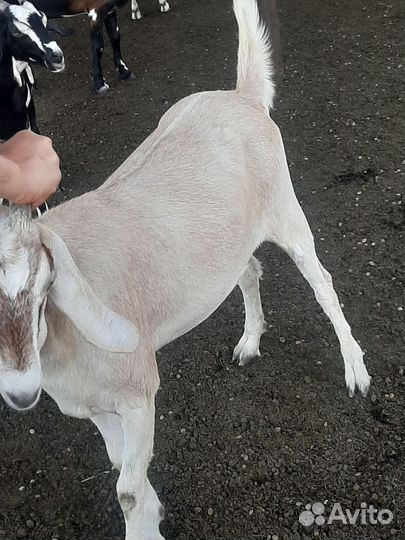 Дойные козы