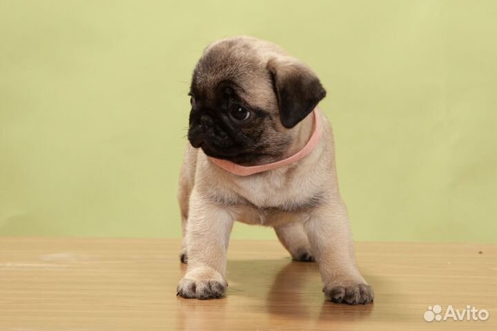 Щенки мопса