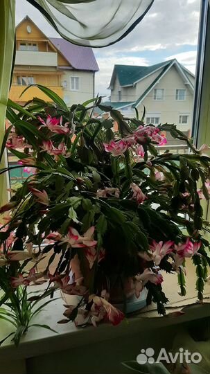 Цветы для офиса и дома