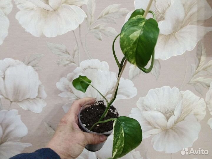 Сциндапсус эпипремнум