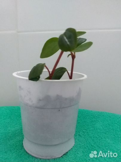 Аихризон, гастерия, пеперомия, толстянка