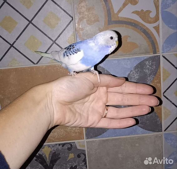 Птенчики волнистого попугая