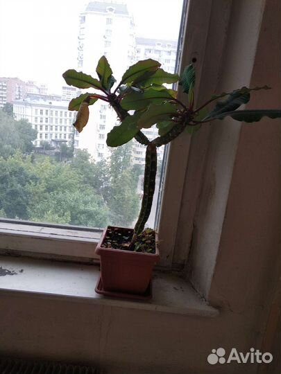 Комнатные декоративные растения