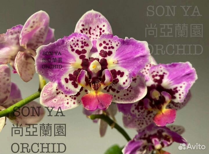 Орхидея фаленопсис бабочка