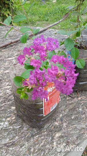 Лагерстремия (индийская сирень)