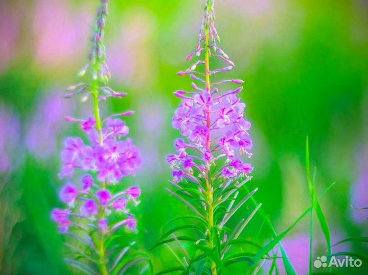 Иван-чай 1 килограмм русский чай, органический