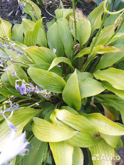 Хосты. Астильба