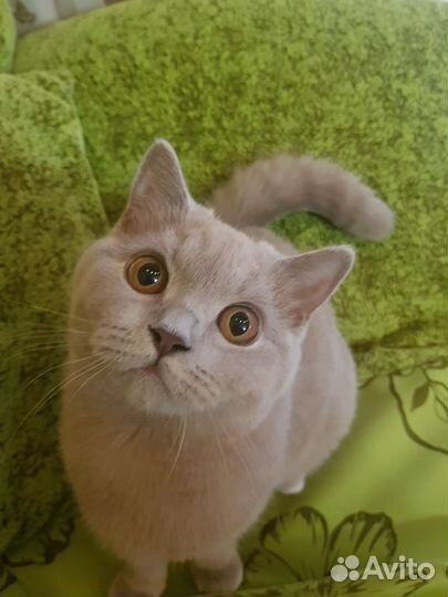 Британская