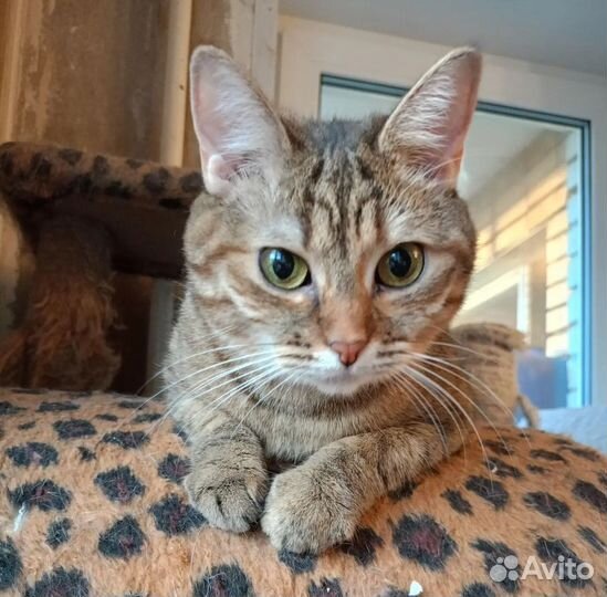 Кошка Жанна из приюта в дар