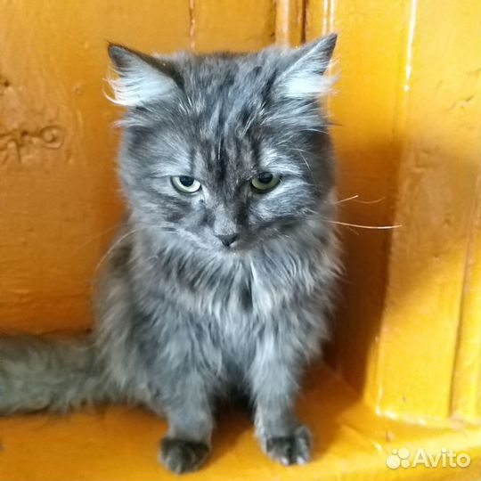 Одам бесплатно котиков