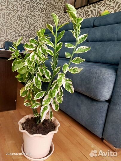 Фикус педилантус (взрослое растение)