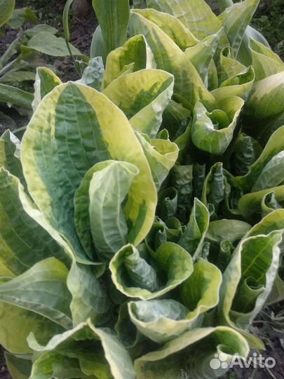 Хоста, ирисы