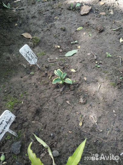 Хосты мышиной серии