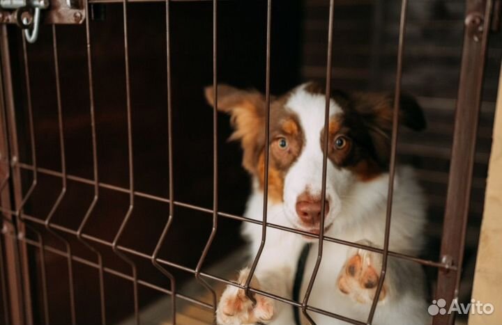 Передержка домашних животных