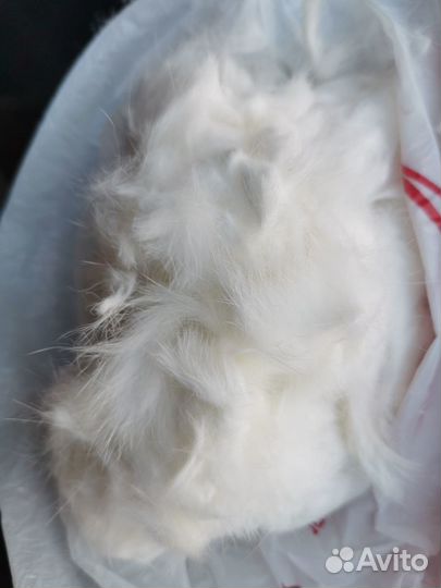 Шерсть для валяния или в пряжу кошачья белая