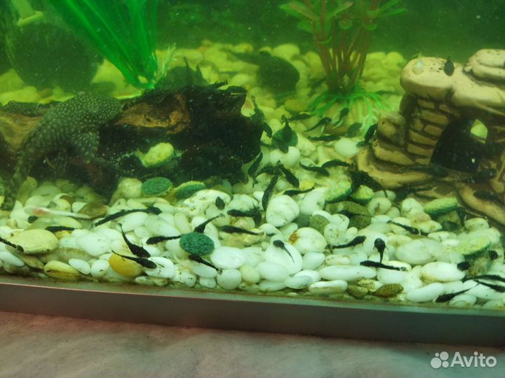 Мальки сома-анциструса 1-2см