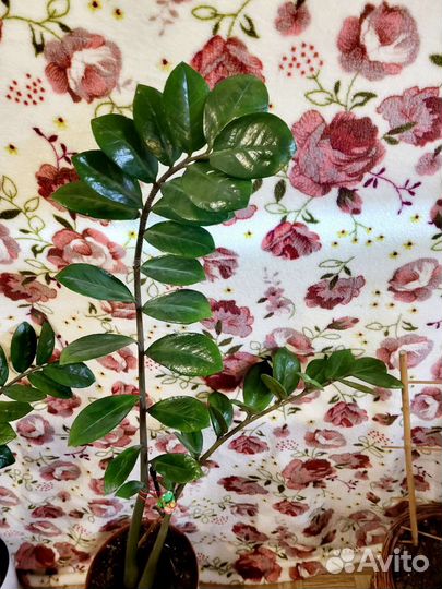 Замиокулькас