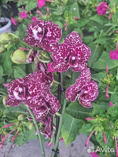 Сортовая орхидея фаленопсис - 3