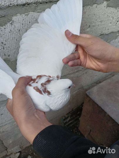 Бакинские голуби