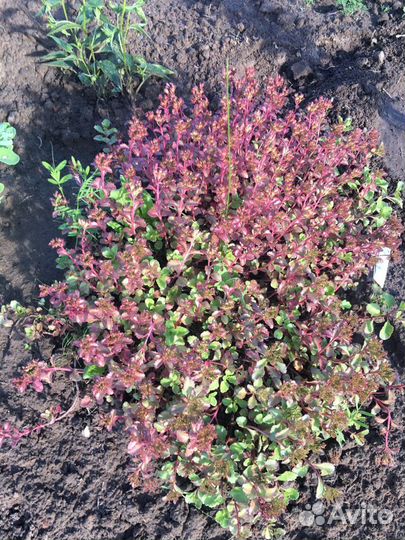 Почвопокровное растение очиток Суккуленты