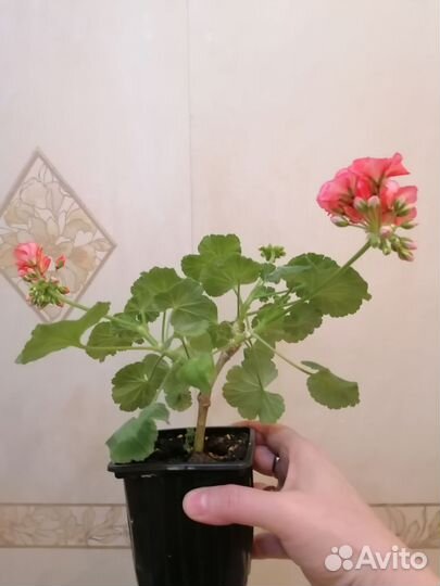 Комнатные растения