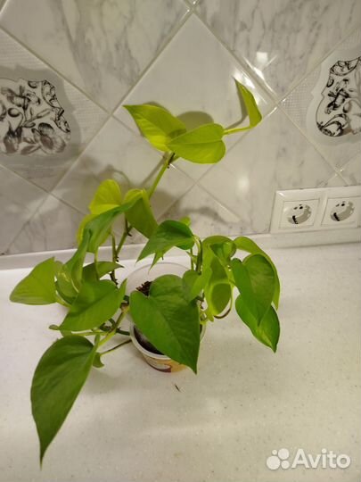 Эпипремнум неон