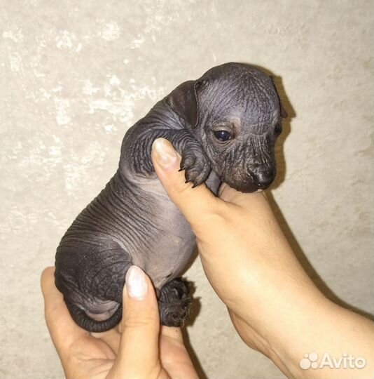 Ксолоитцкуинтли микроб