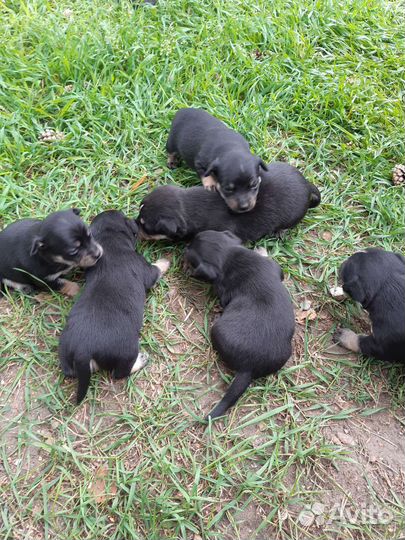 Той-терьер щенки