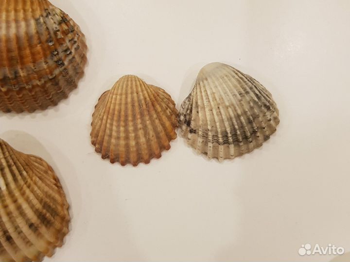 Створки от ракушек