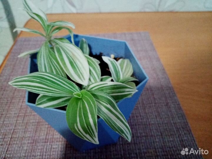 Комнатные растения