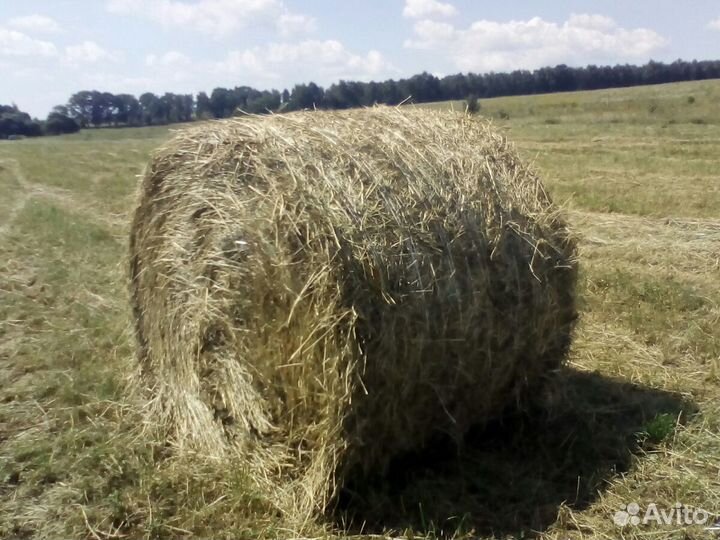 Сено в рулонах по 350кг. 2024 год