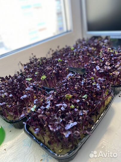 Микрозелень оптом и в розницу