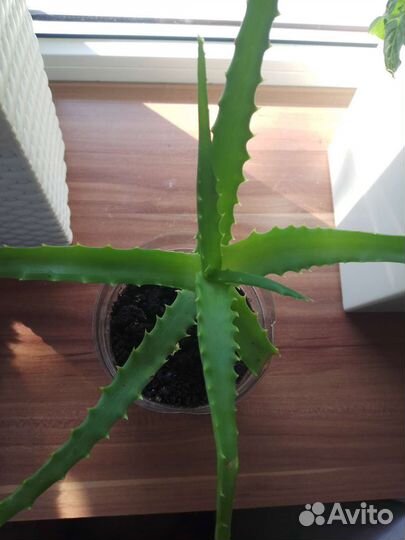 Алоэ - столетник