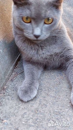 Русская голубая кошка