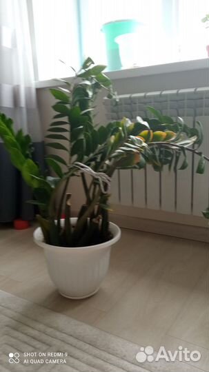 Комнатные растения цветы