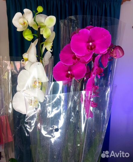 Орхидея