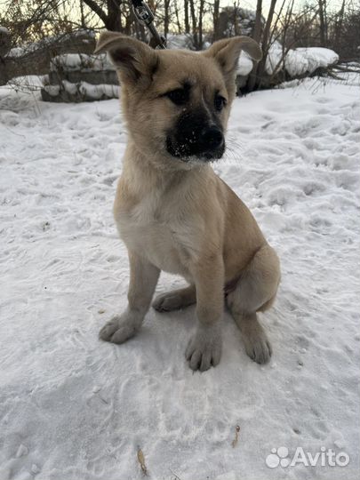 Щенок девочка в добрые руки