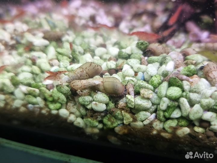 Улитки аквариумные