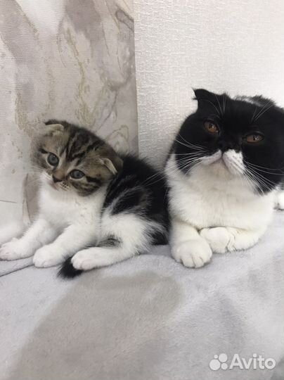 Британские котята