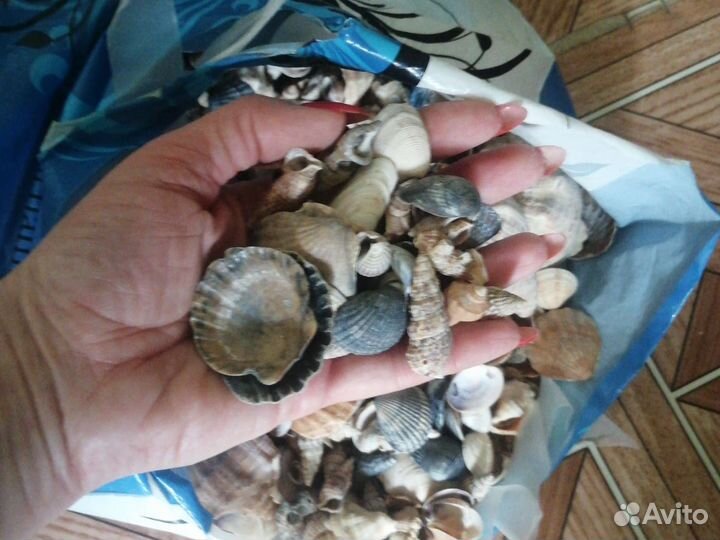 Морские ракушки и грунт для аквариума