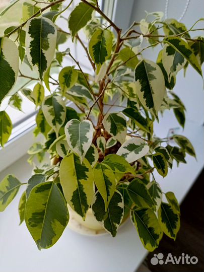 Фикус триколор