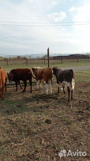 Бычки и быки 1 год