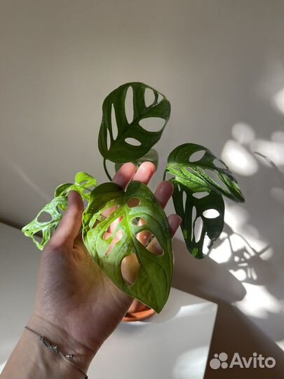 Комнатное растение, монстера манки