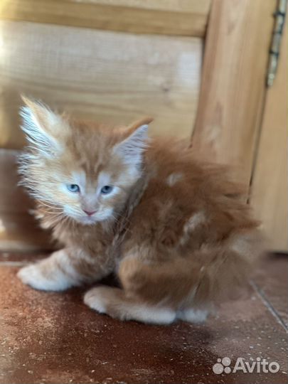 Котята мейкуны продажа