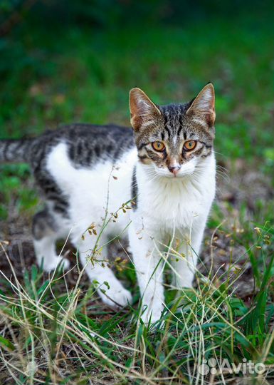 Выброшенный на мусорку кот ищет дом