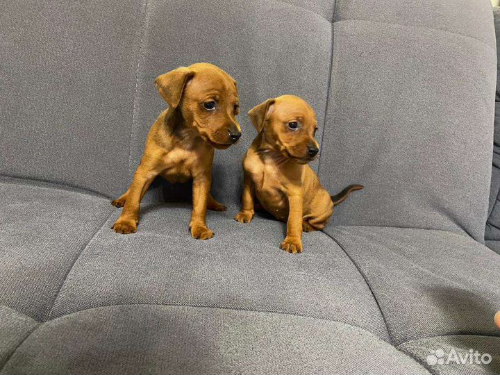 Щенки цвергпинчера